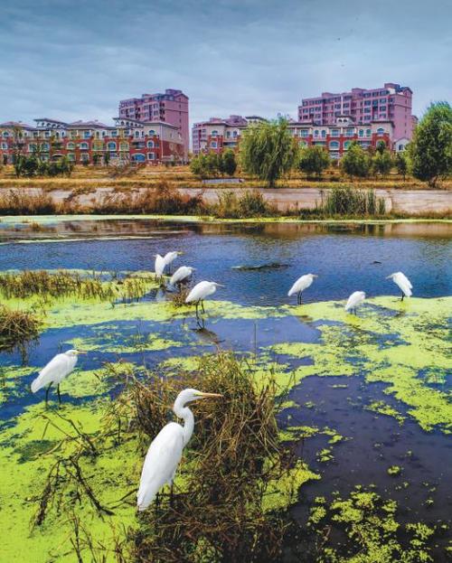 阜新手机网站建设