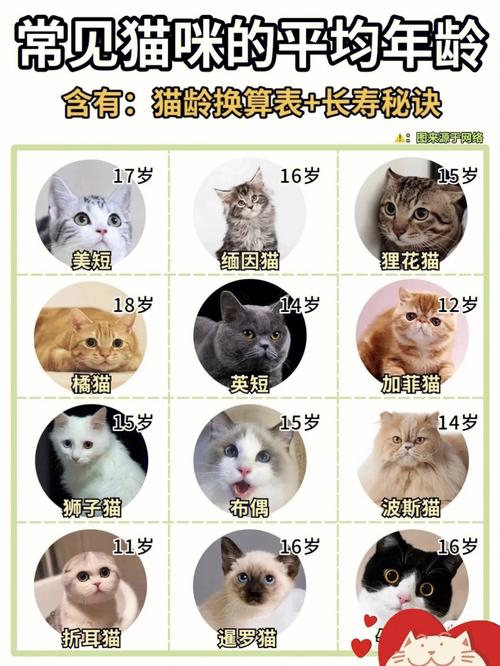 电脑中猫咪寿命究竟多长？，电脑里猫的寿命会有多久呢？，电脑上的猫其寿命是多久呀？