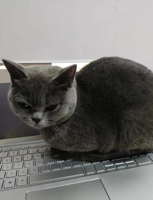 猫咪为何会对电脑下口？背后的原因你知道吗？