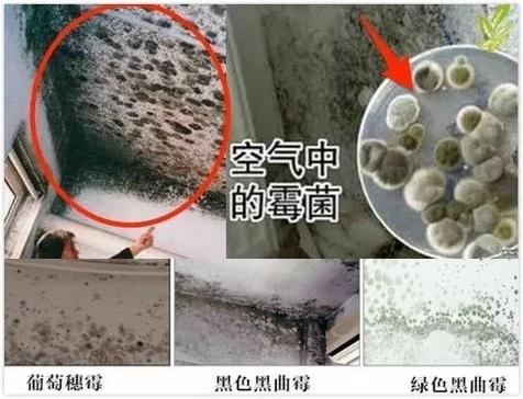 电脑受潮后长霉时间的探究