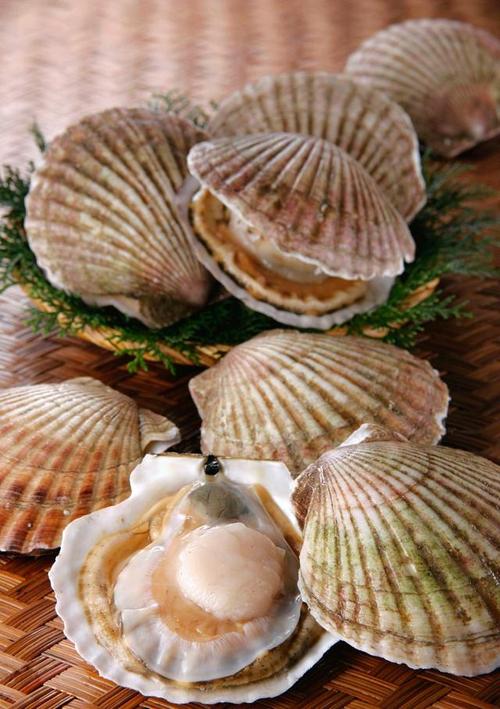 扇贝，黑暗中的光明