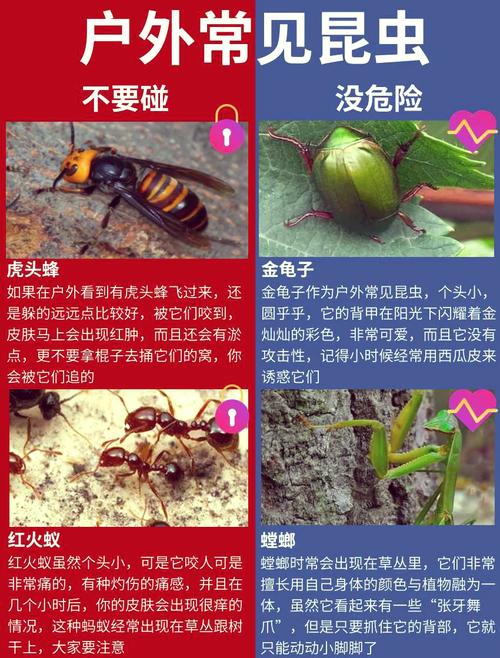 如何搭建夹夹虫公司网站？指南与教学内容