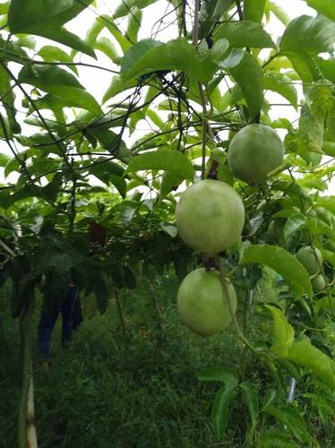 临桂县知名网络营销,助力乡村振兴的绿色密码