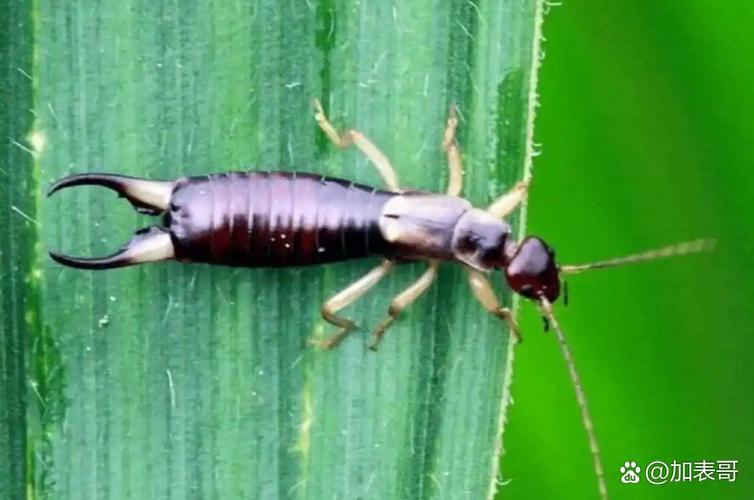 重庆建站指南，夹夹虫