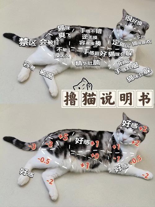 如何让粉丝们疯狂点赞？猫猫耶作品点赞自助平台来了！