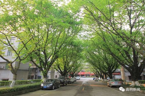 东区锦峰 latest疫情消息