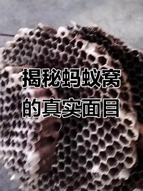 蚂蚁为何会筑巢呢？