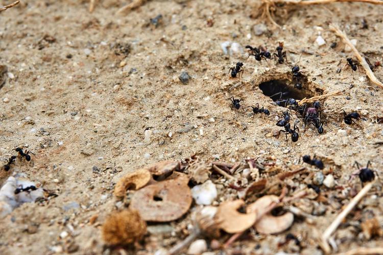 蚂蚁为何会筑巢呢?