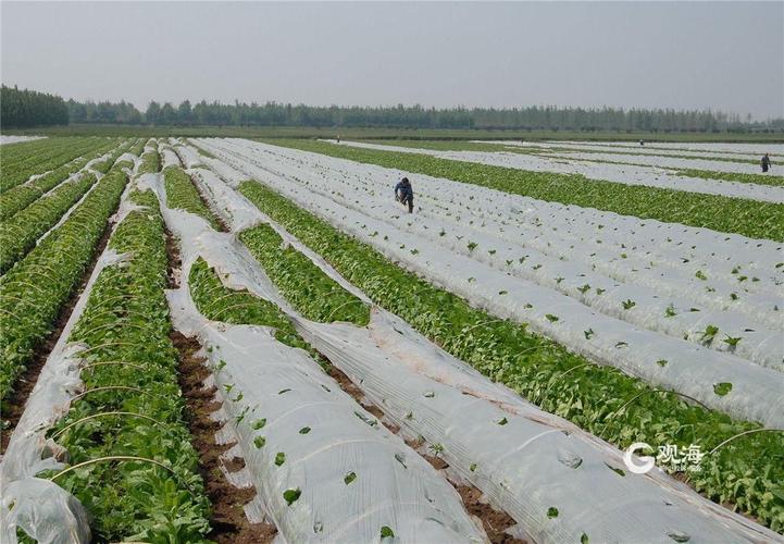 蜀河疫情政策最新消息,防控措施与农业发展并重