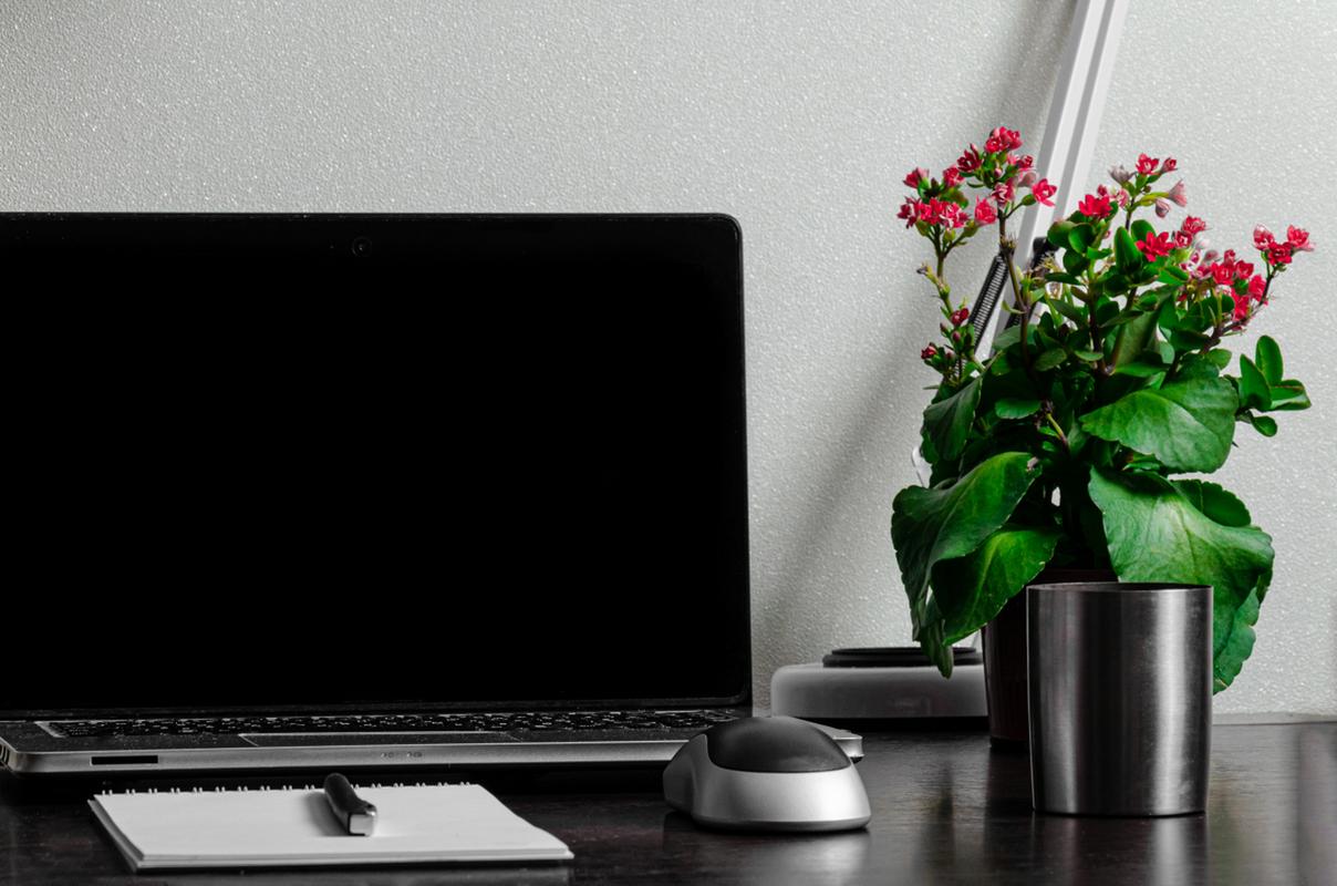 电脑旁放仙人掌,防辐射的小陷阱