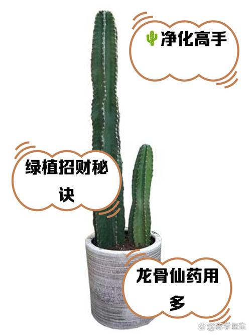 仙人掌，健康益处与防辐射科普