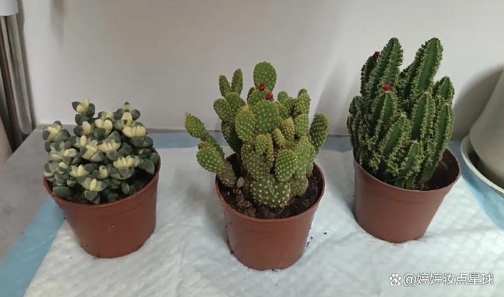 仙人掌如何应对电脑辐射?这些小妙招让你的仙人掌远离辐射威胁