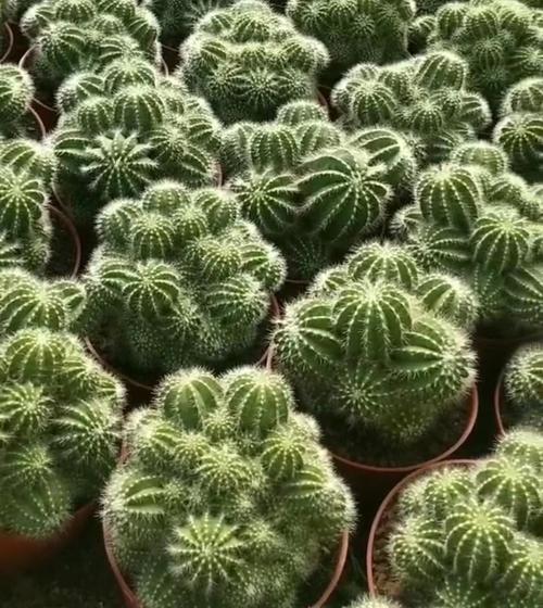 仙人掌，自然界的防辐射植物