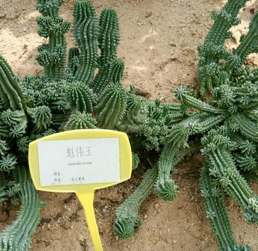 仙人掌,自然界的防辐射植物