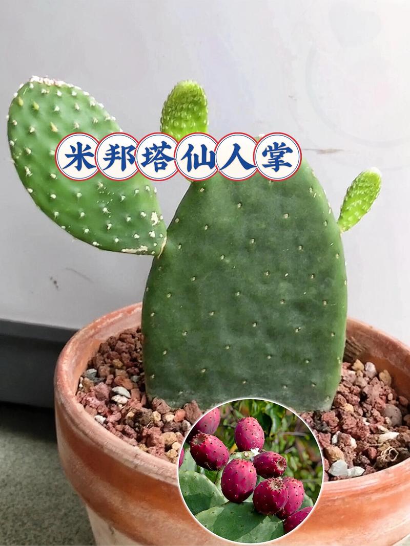 仙人掌的防辐射能力真的有效吗？