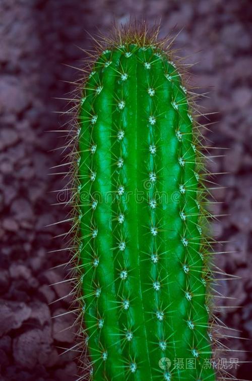 电脑前放仙人掌，健康生活方式的绿色选择