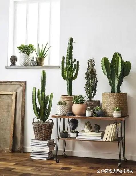 仙人掌，天然的电脑辐射防护者