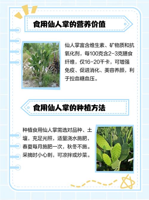 仙人掌真的能防电脑辐射吗？这个问题看似简单，实则涉及科技产品的作用机制和潜在风险。为了回答这个问题，我们需要先了解仙人掌的主要成分及其对人体的影响