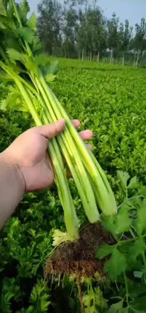 禹城西芹疫情最新消息