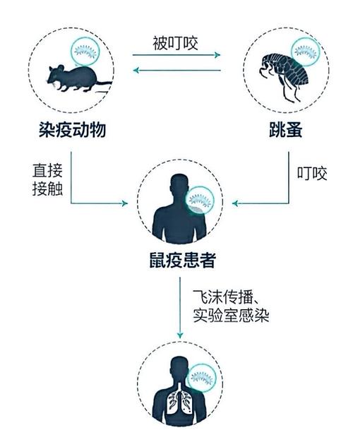 北京鼠疫，最新动态与应对策略
