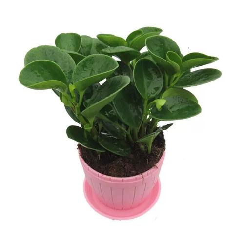 电脑宝贝植物，辐射之谜