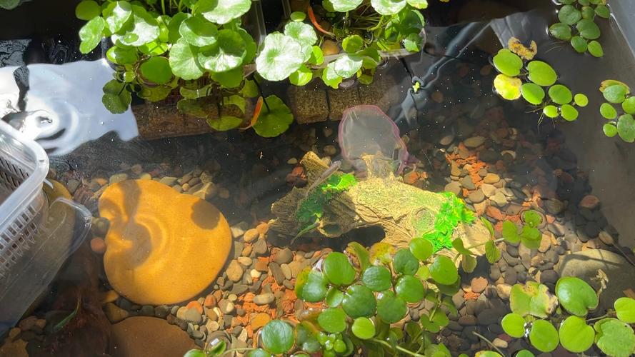 电脑对鱼缸真的有危害吗?你知道吗?