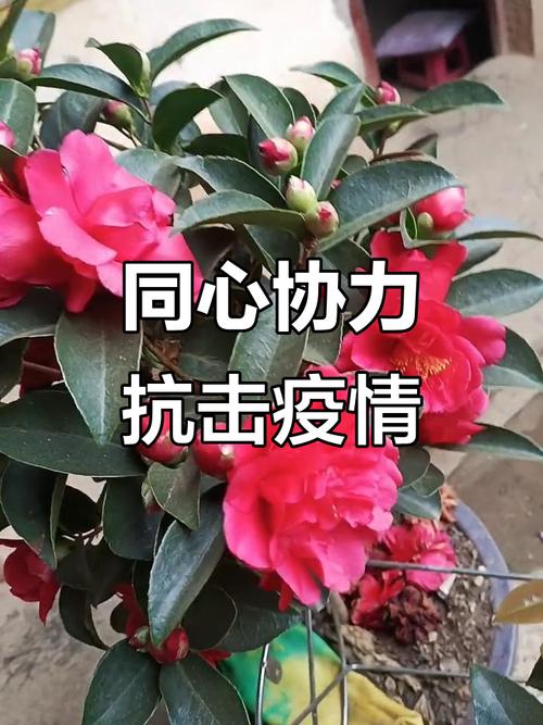 情感时刻，怀化邵阳疫情最新动态—疫情之花绽放