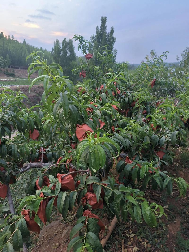 红心果园疫情防控新进展