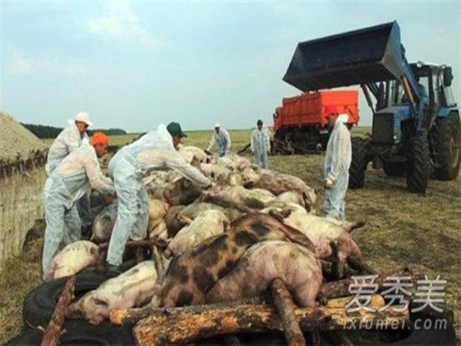 南陵猪瘟疫情最新消息