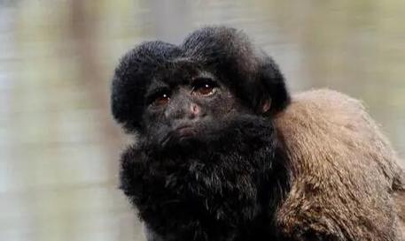 非洲猴子，Commas of the Future