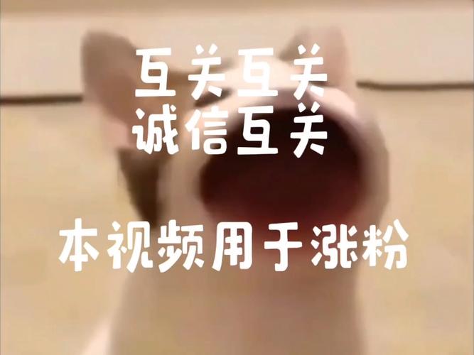 合作dy，享受免费代购，dy涨粉