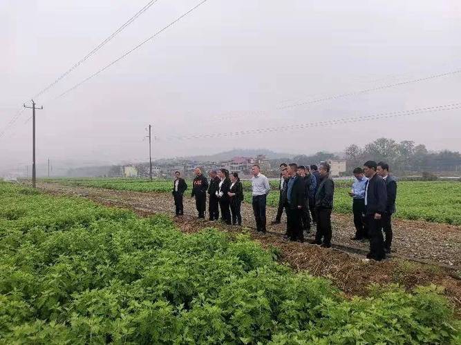 巴邱城区疫情最新消息,防控指南与社区合作