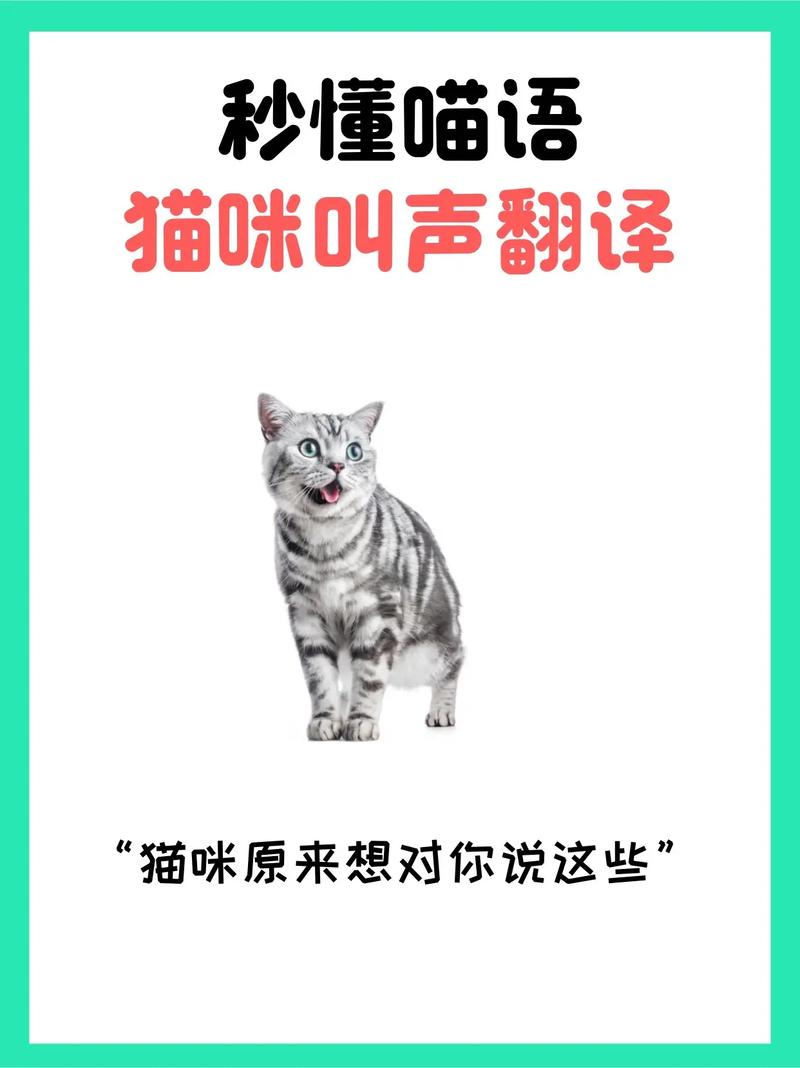 猫视频如何让别人看见点赞？抖音能不能自己播放量？
