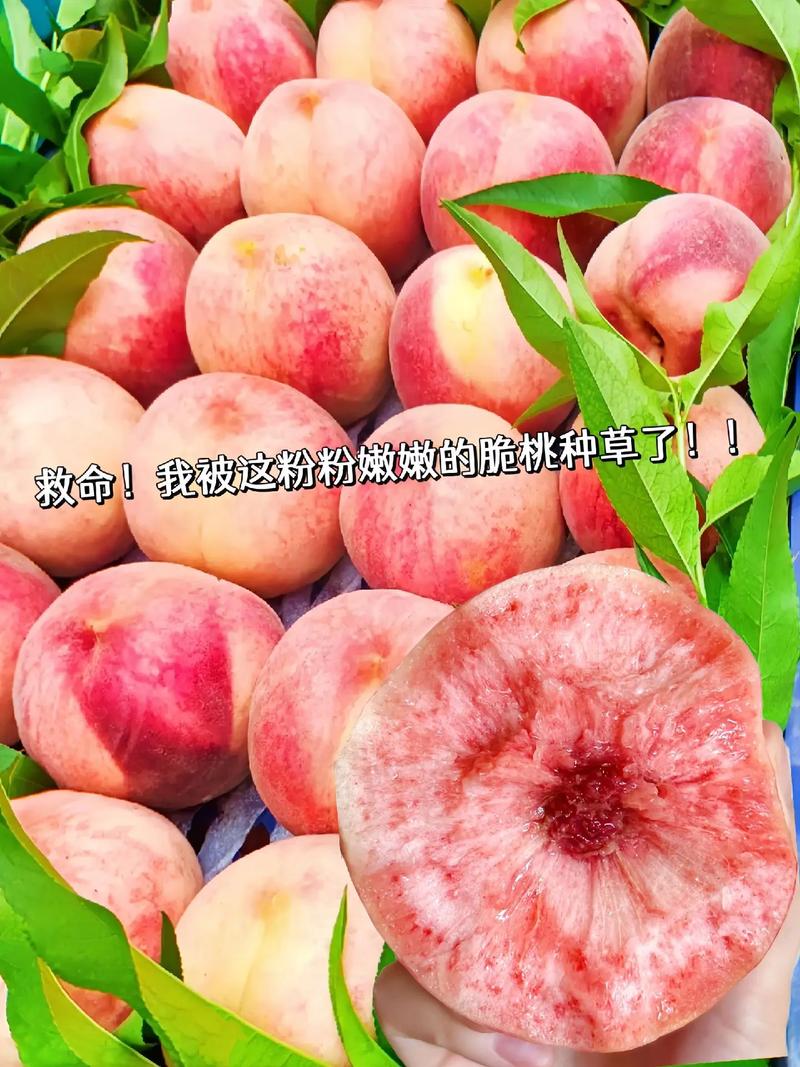 献桃粉,用一元一赞,让业务真正赚钱!