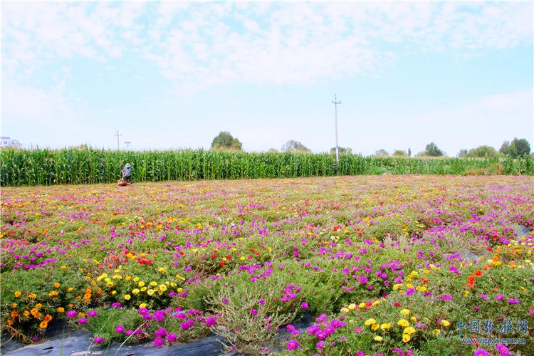 张掖网络优化小技巧