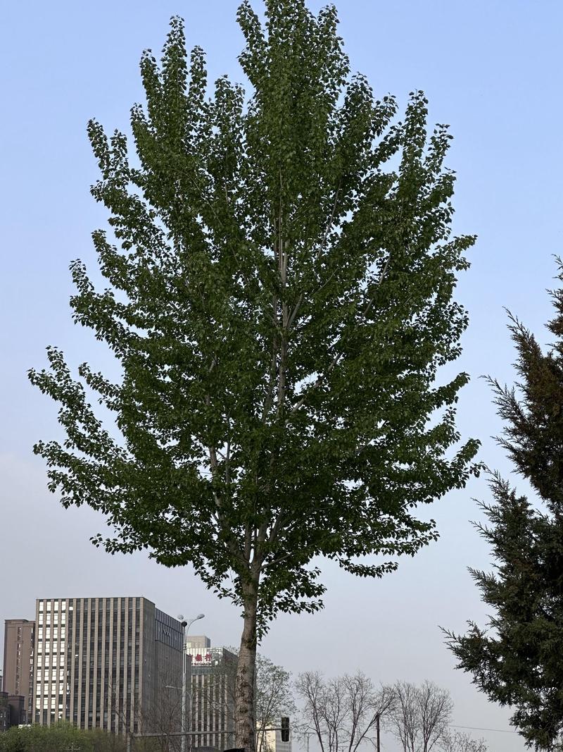 在22年的夏天,呼和浩特这座位于内蒙古自治区的古城市,迎来了一次特殊的疫情事件。这个关于古的疫情,让读者和我都感到异常的紧张和好奇。疫情的出现,让这个被称为古的自治区开始了一场前所未有的公共卫生危机