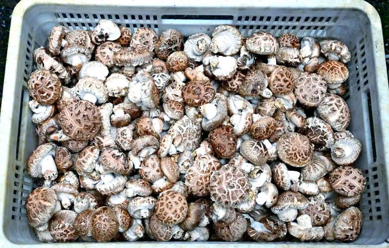 蘑菇经济，疫情挑战与未来展望