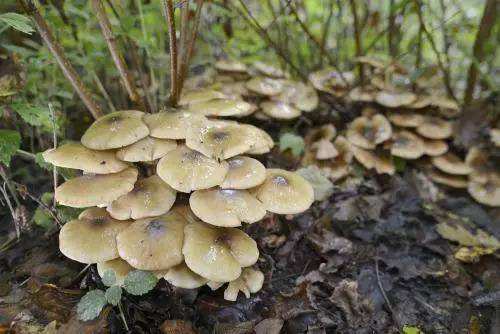 蘑菇经济,疫情挑战与未来展望