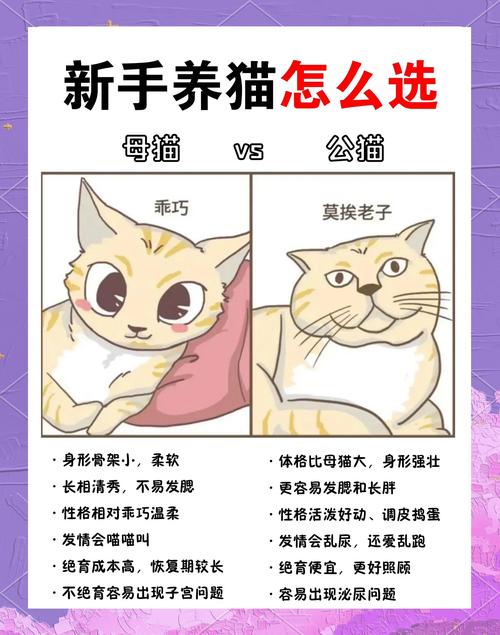 猫电脑配置指南，让猫咪拥有完美体验