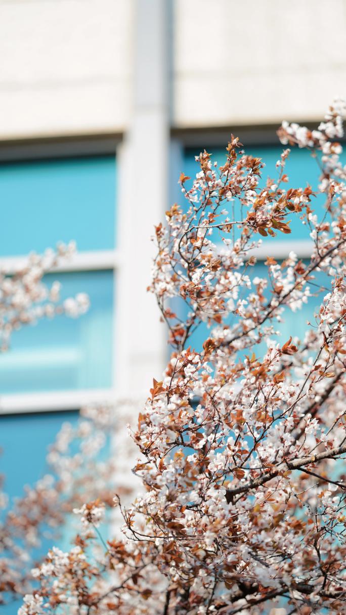 疫情令北城风景焕发生机