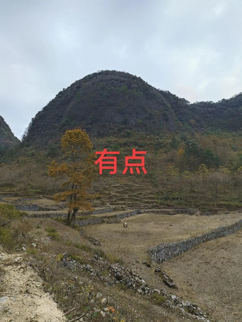 抖音星辰代刷,轻松赚取赞币,助力直播变现!