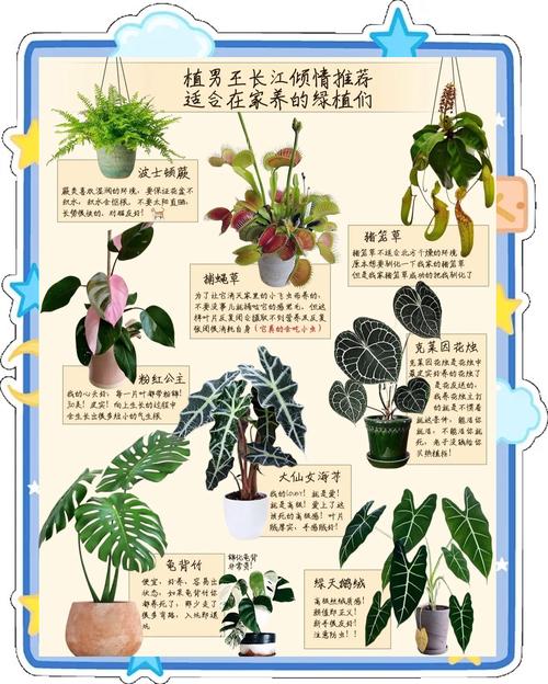 手机电脑版轻松培养电脑宝贝植物指南