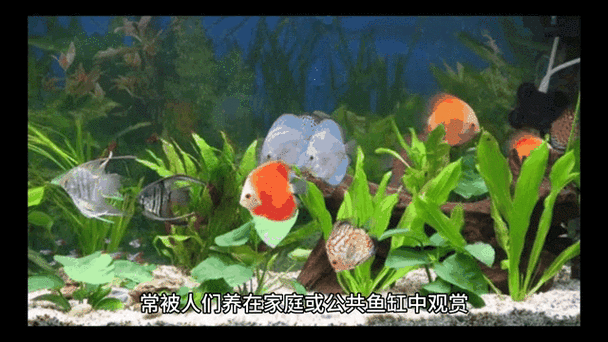 电脑配件推荐，动态屏保与电脑包的最佳选择