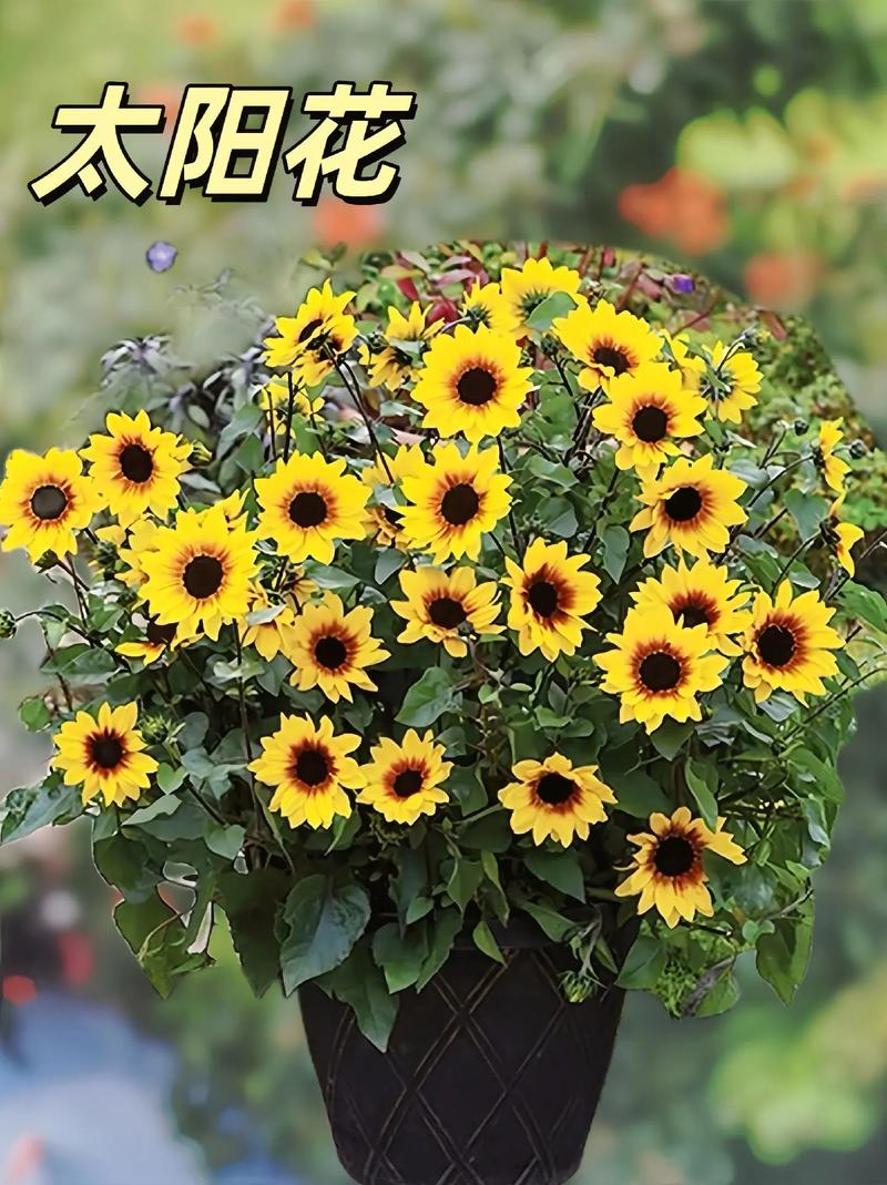 太阳花网络推广，选择一家好点的公司，让你的流量从零跳到黄金时代！