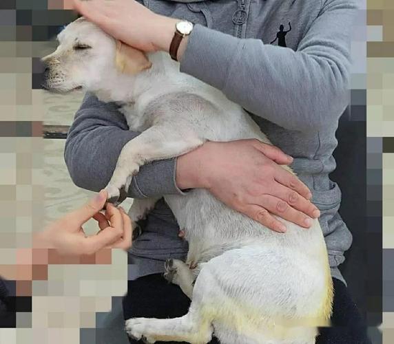周村狗狗在疫情中的最新动态
