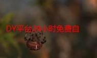 dy赞自助下单平台，免费、便宜，你值得选择？