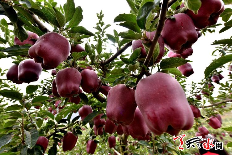 天水网络，连接未来的新引擎