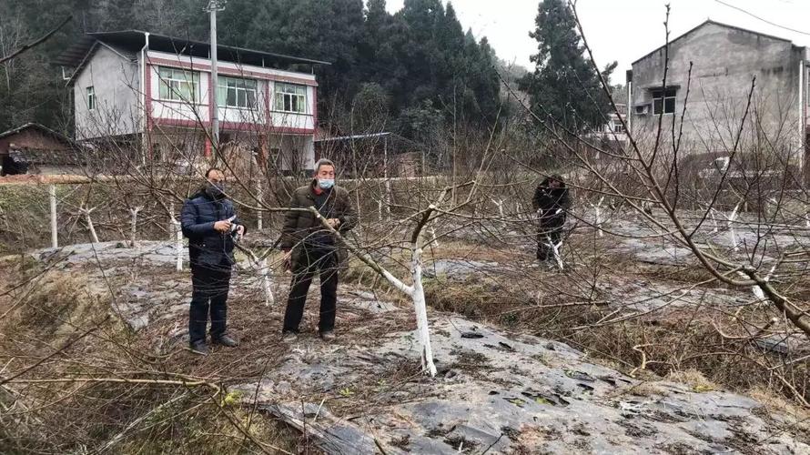 恩阳双凤疫情最新消息