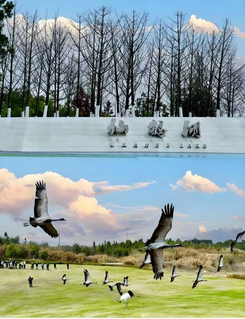 一、疫情前鹤陵园的状况