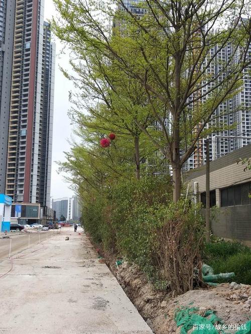 深圳光明新区,网络新机遇与挑战